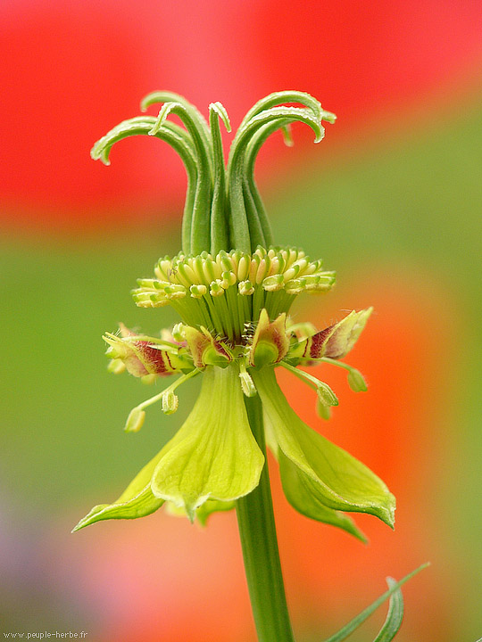 Photo macro fleur Nigelle orientale (Nigella orientalis)