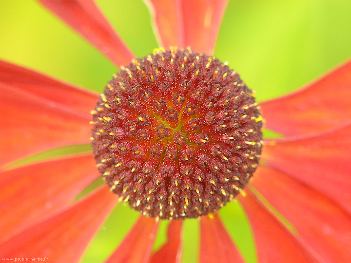 Photo macro fleur Helenium 'Kupfersprudel' (Helenium 'Kupfersprudel')