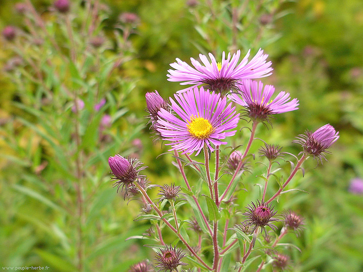 Photo macro fleur Aster (Aster)