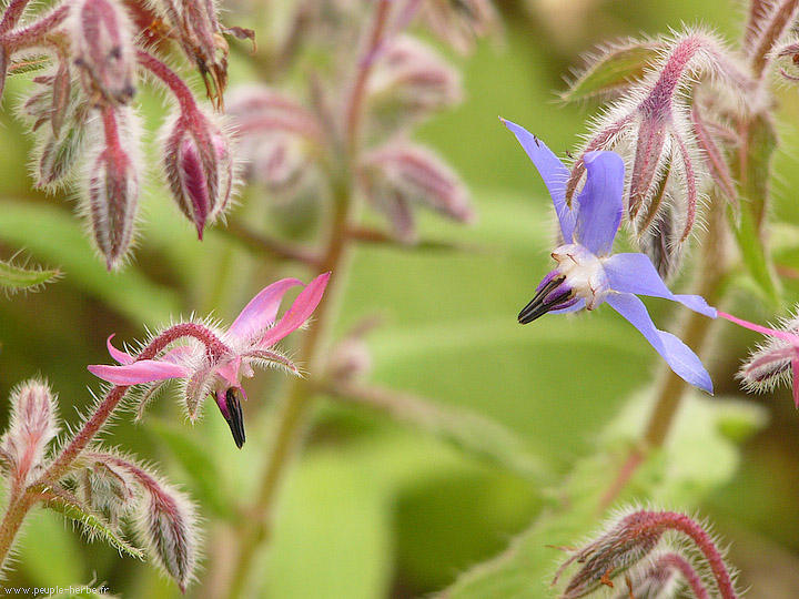 Photo macro fleur Bourrache officinale (Borago officinalis)