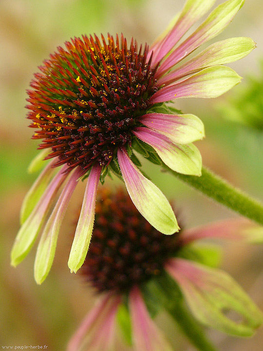 Photo macro fleur Echinacée 'Green Envy' (Echinacea purpurea 'Green Envy')