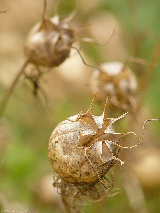 Photo macro fleur Nigelle de Damas (Nigella damascena)