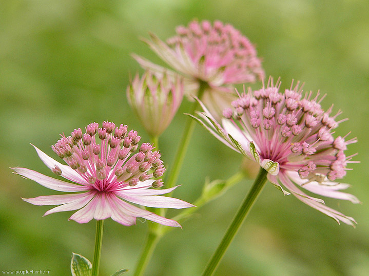 Photo macro fleur Astrance 'Roma' (Astrantia major 'Roma')