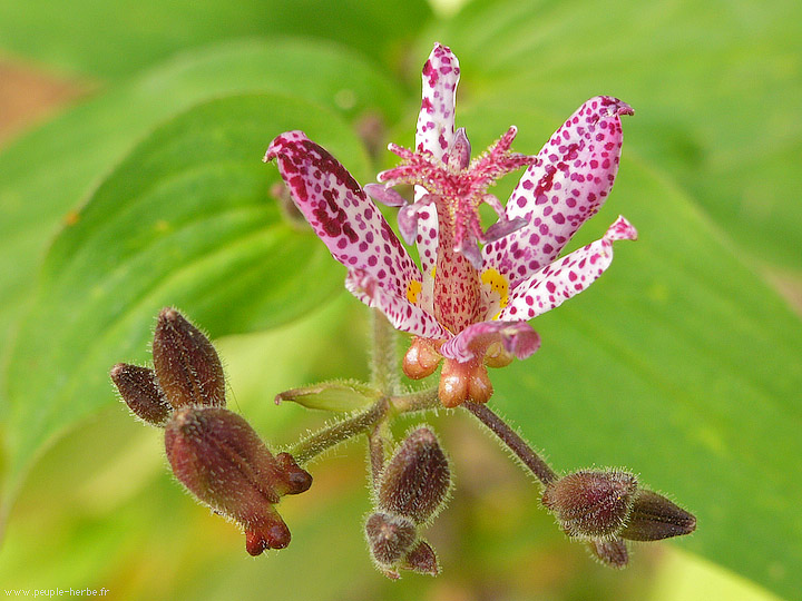 Photo macro fleur Tricyrtis 'Shimone' (Tricyrtis 'Shimone')