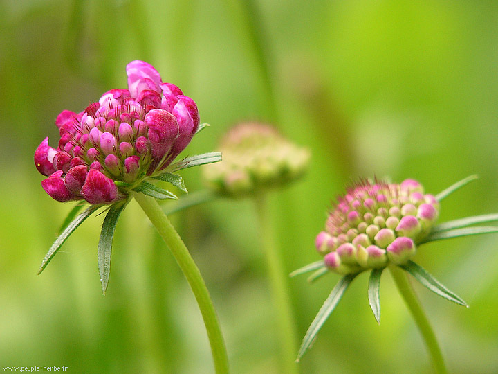 Photo macro fleur Scabieuse des jardins (Scabiosa atropurpurea)