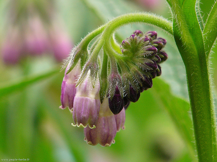 Photo macro fleur Consoude de Russie (Symphytum x uplandicum)