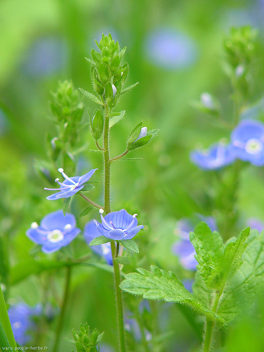 Photo macro fleur Véronique petit-chêne (Veronica chamaedrys)