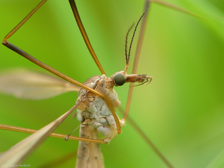 Photo macro insecte Tipule (Tipula maxima)