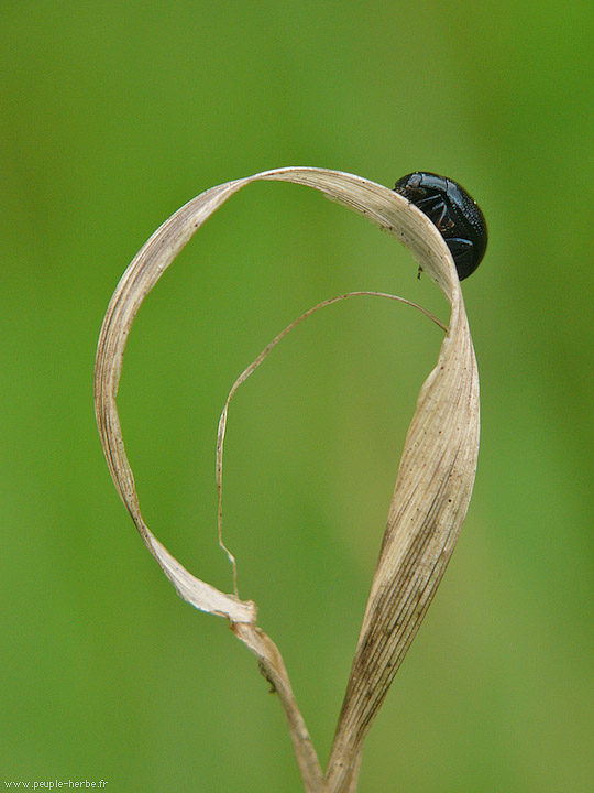 Photo macro Insecte