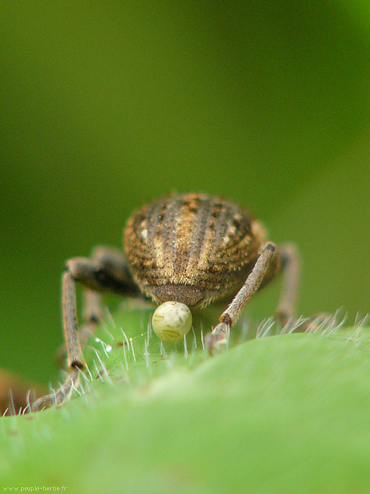 Photo macro Insecte