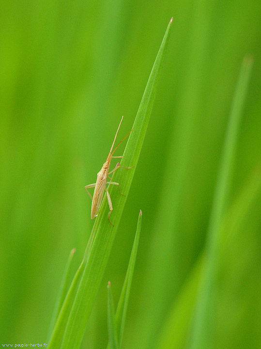 Photo macro insecte Miride Mirine (Miridius quadrivirgatus)