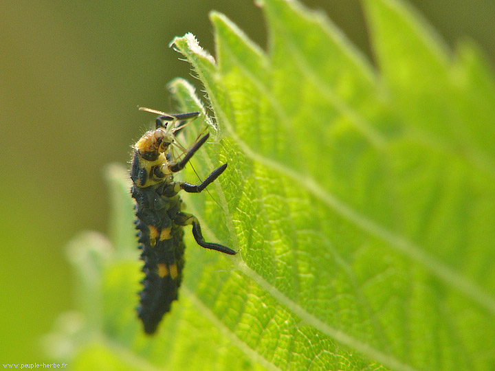 Photo macro Larve de coccinelle