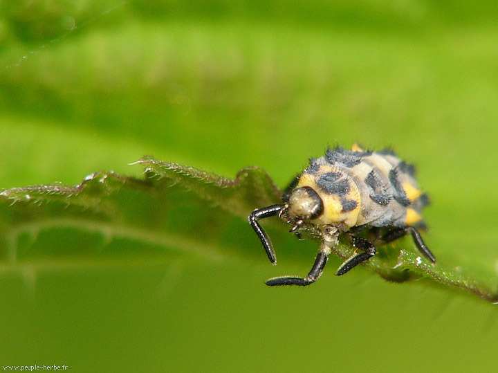 Photo macro Larve de coccinelle