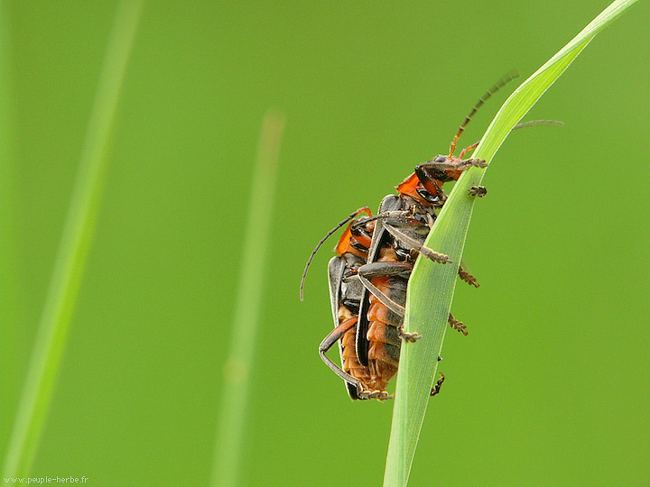 Photo macro insecte Téléphore moine (Cantharis rustica)