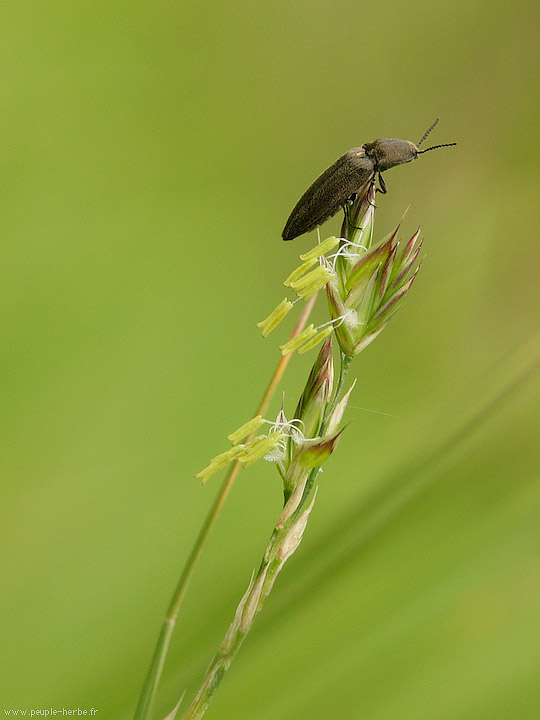 Photo macro Insecte