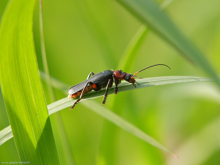 Photo macro insecte Téléphore moine (Cantharis rustica)