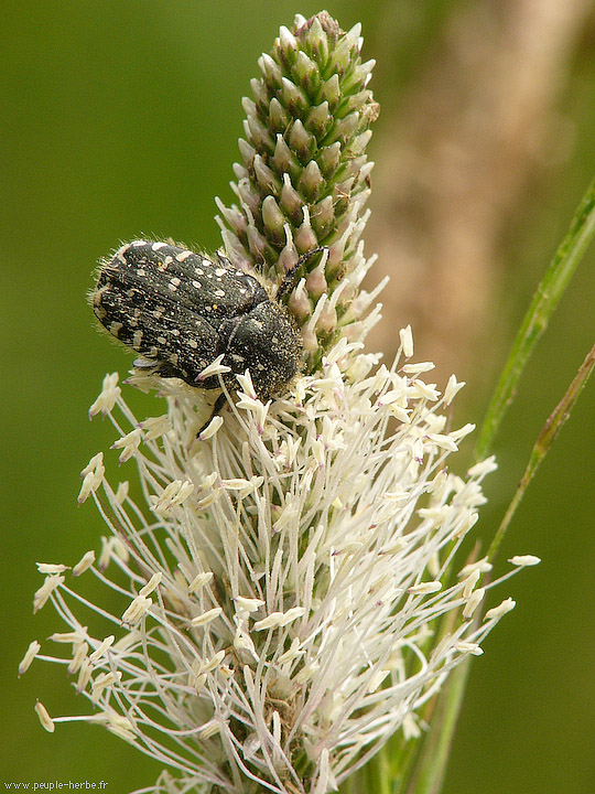 Photo macro insecte Cétoine grise (Oxythyrea funesta)