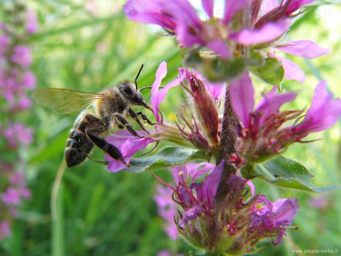 Abeille domestique