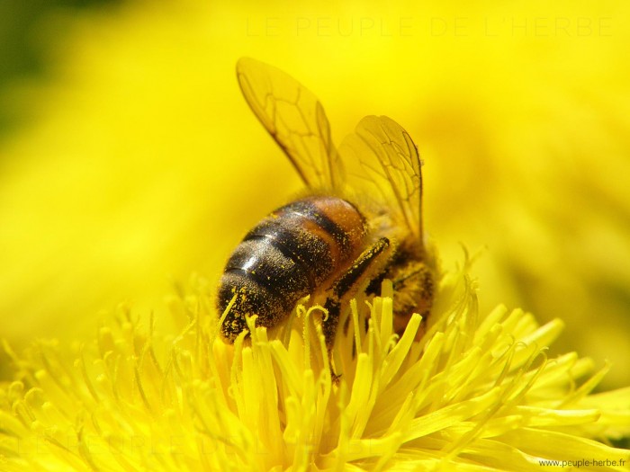 Abeille domestique en macro