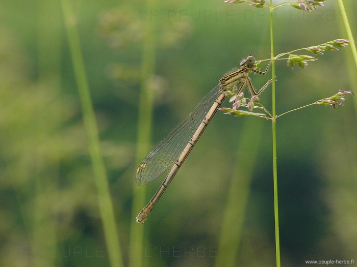 Agrion à larges pattes femelle