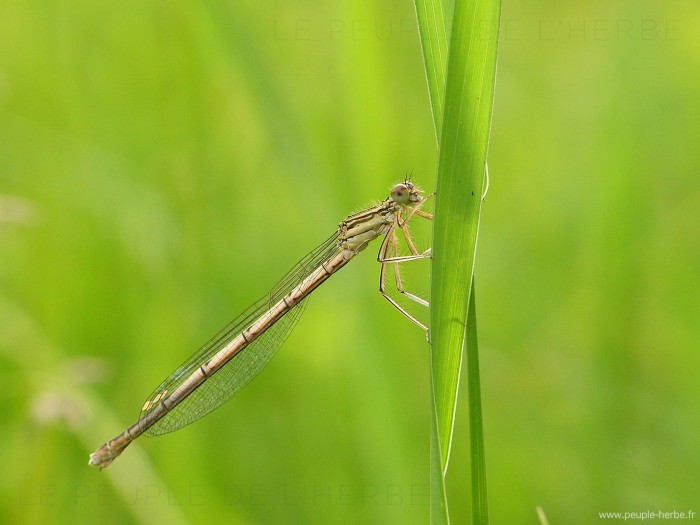 Agrion à larges pattes femelle