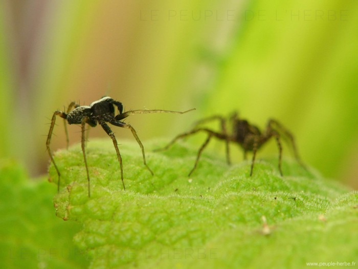 Araignées en macro