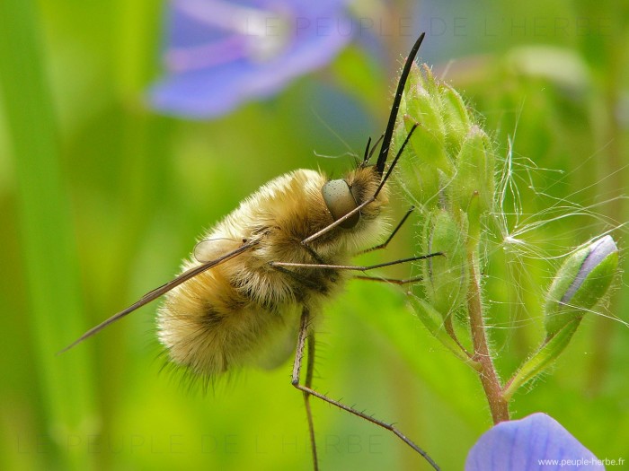 Grand bombyle