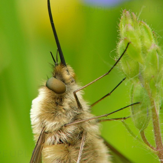 Macrophotographie de Grand bombyle