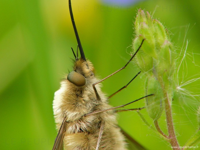 Macrophotographie de Grand bombyle