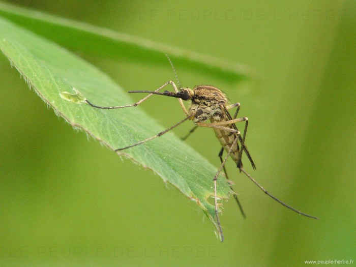 Moustique en macro