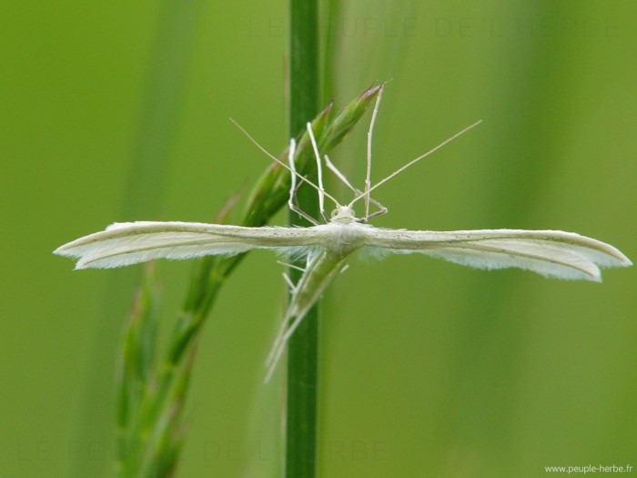 Le Ptérophore blanc