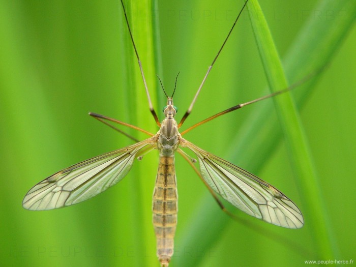 Macrophotographie tipule