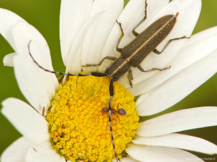 Agapanthie des chardons