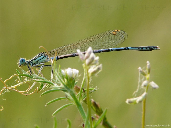 Agrion à larges pattes mâle