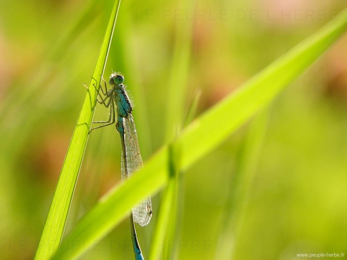 Agrion élégant sur une herbe