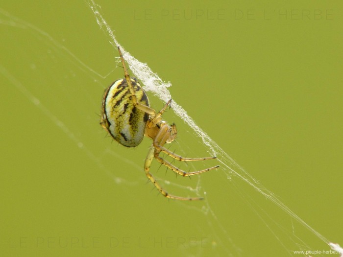 Araignée sur fond vert