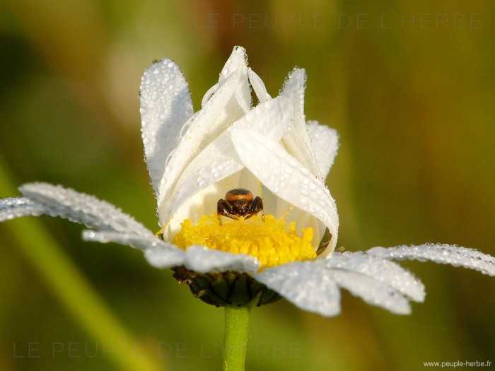 Araignée a l'affut dans une marguerite