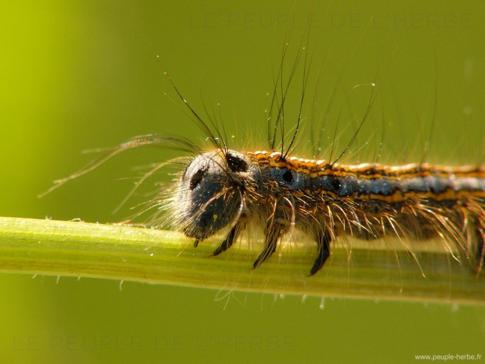 Chenille de papillon