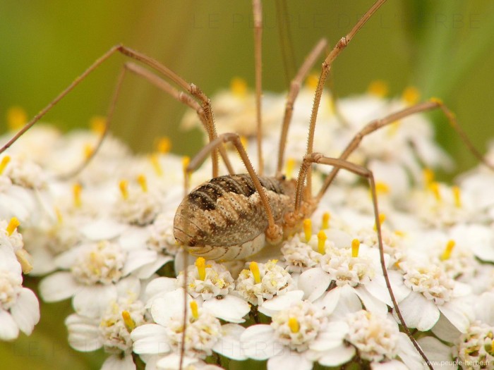 Macrophotographie d'un faucheux