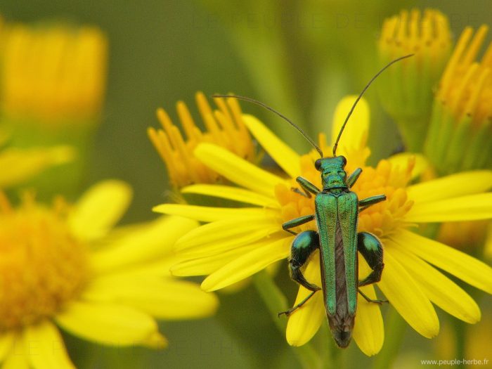 Oedémère noble mâle (Oedemera nobilis)