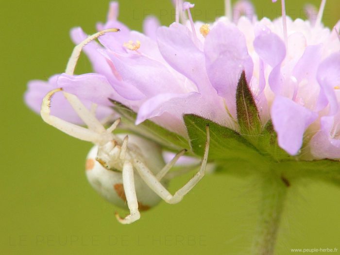 Araignée crabe femelle (Misumena vatia)