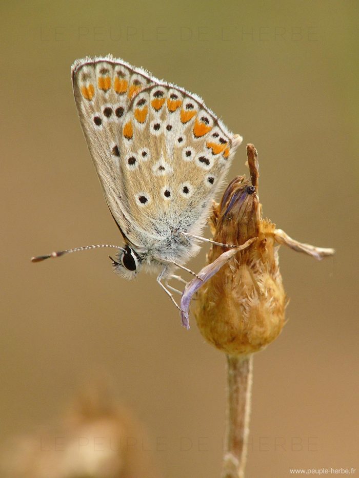 L'Argus bleu (Polyommatus icarus)