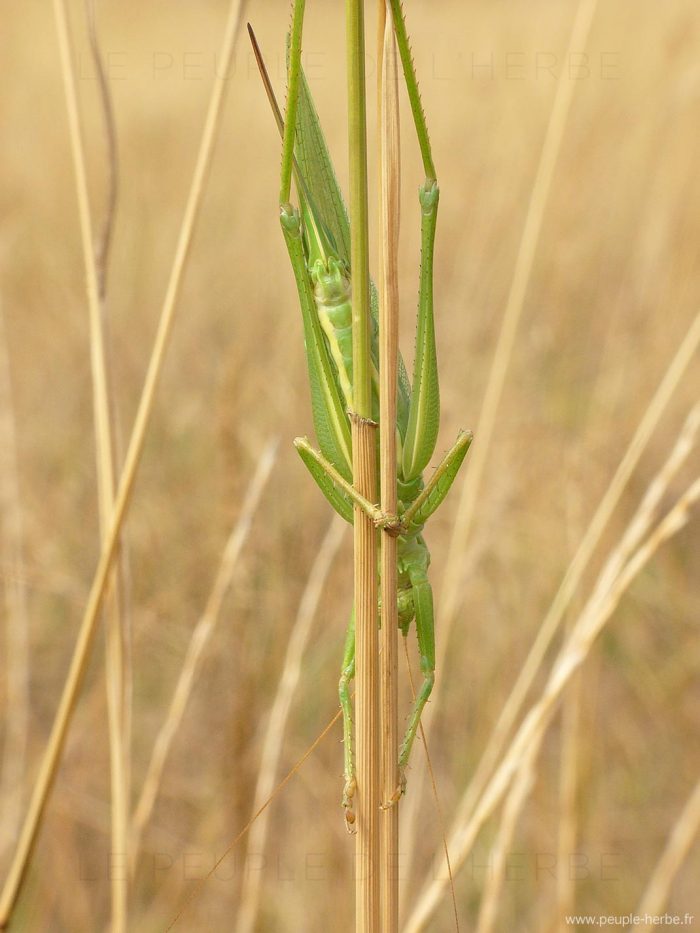 Grande sauterelle verte femelle (Tettigonia viridissima)