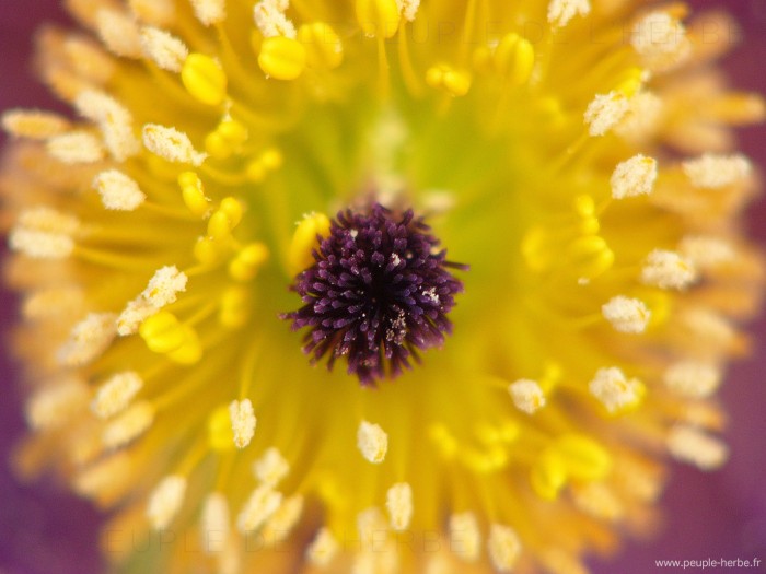 Photo macro d'une anémone pulsatille