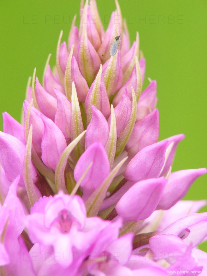 Orchis pyramidal en macro