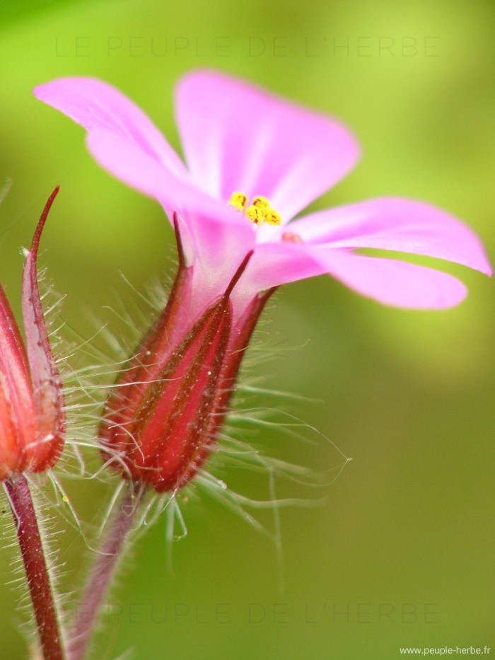 Geranium robertanium en macro