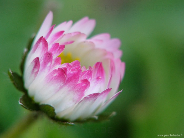 macrophotographie d'une pâquerette