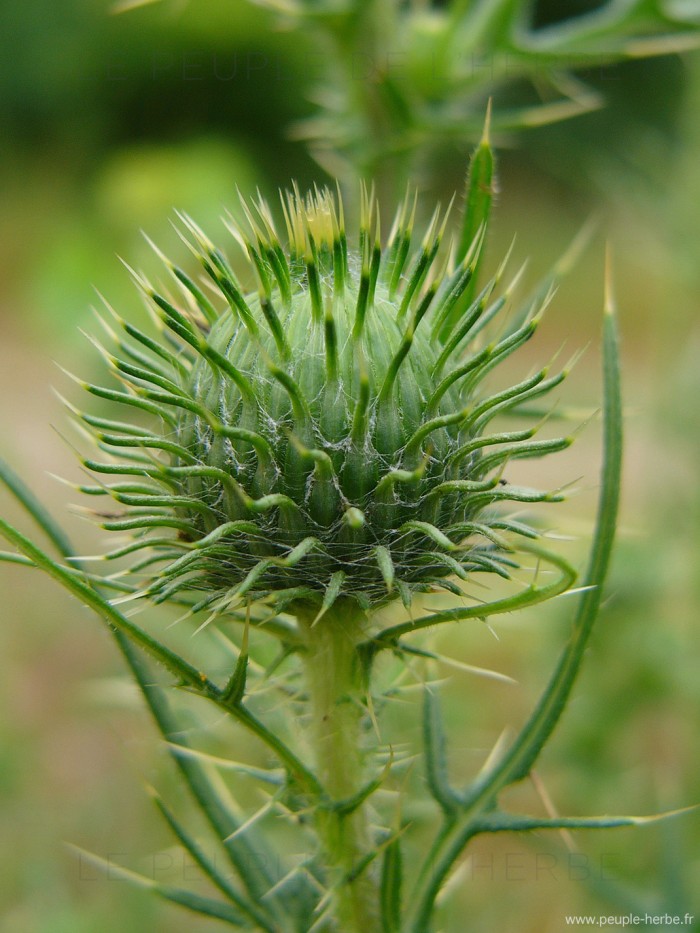 Fleur de chardon