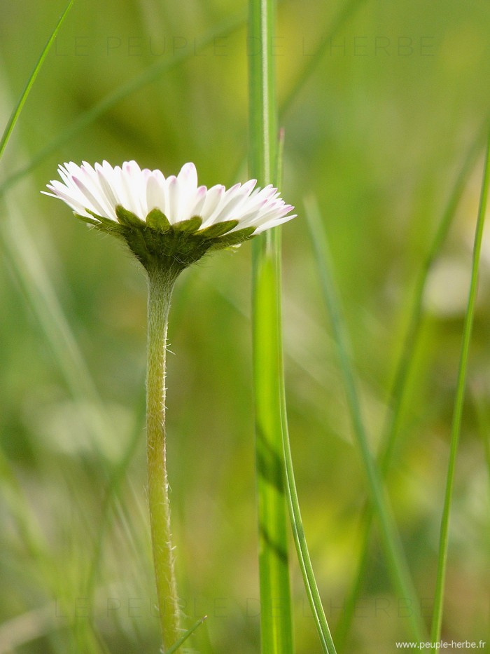 Pâquerette dans l'herbe