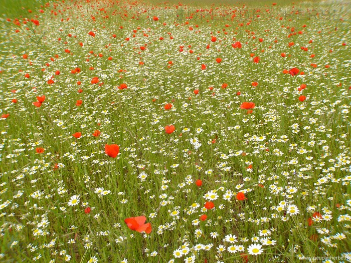 Marguerites et coquelicots